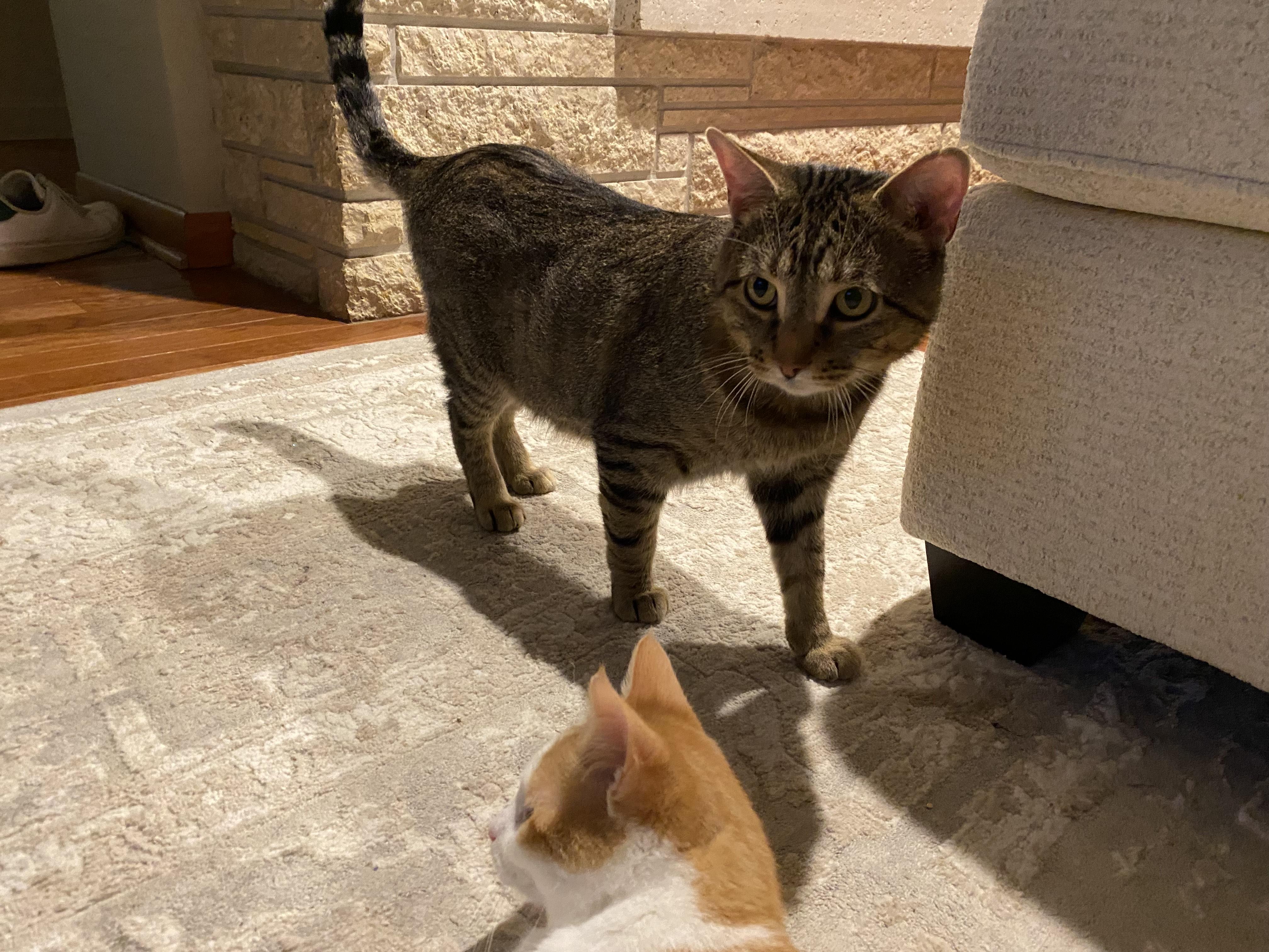 Meowster, a Adoptable mixed breed in Onalaska, WI image 4/4