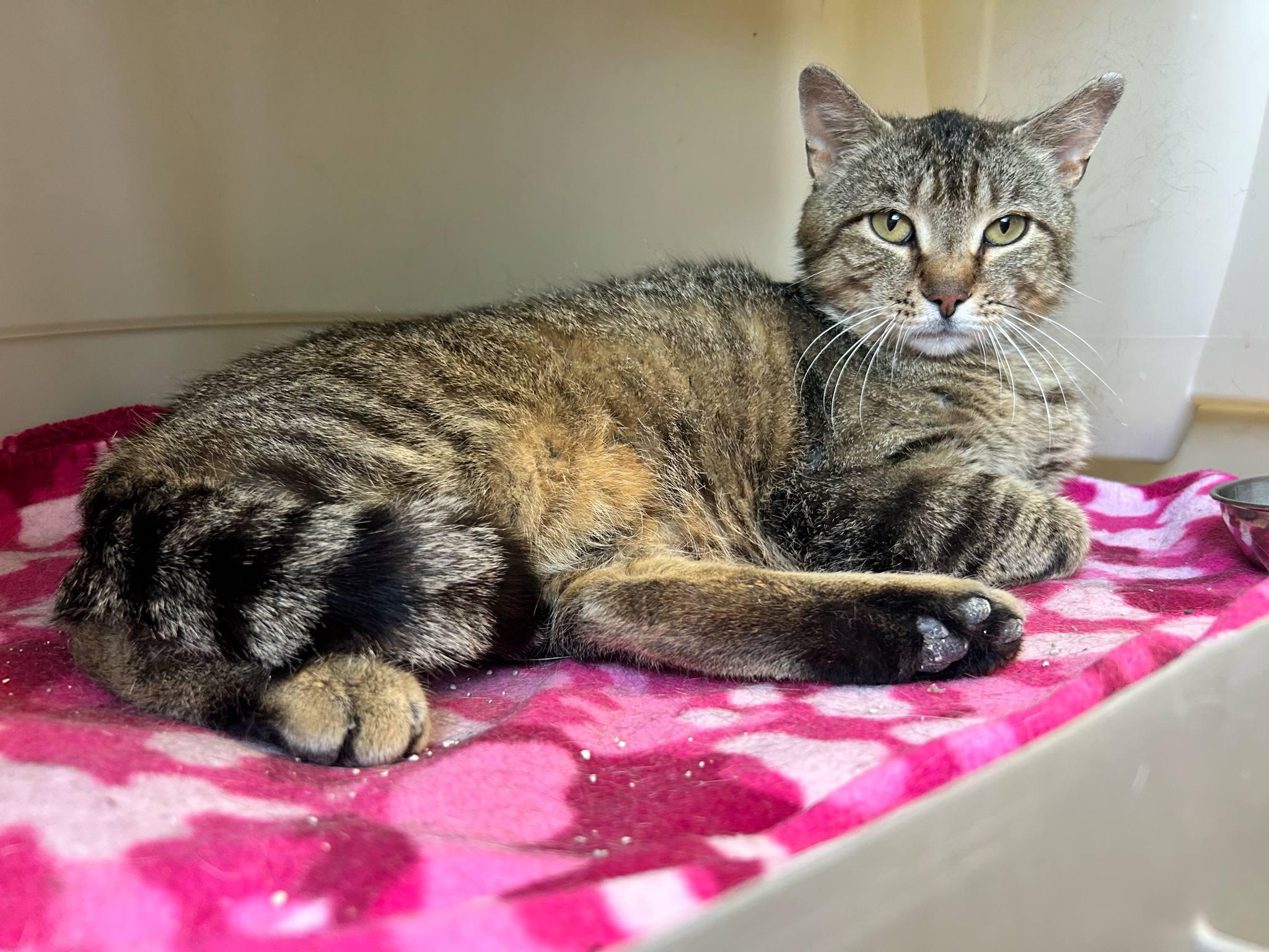 Meowster, an adoptable Domestic Short Hair, Tiger in Onalaska, WI, 54650 | Photo Image 4