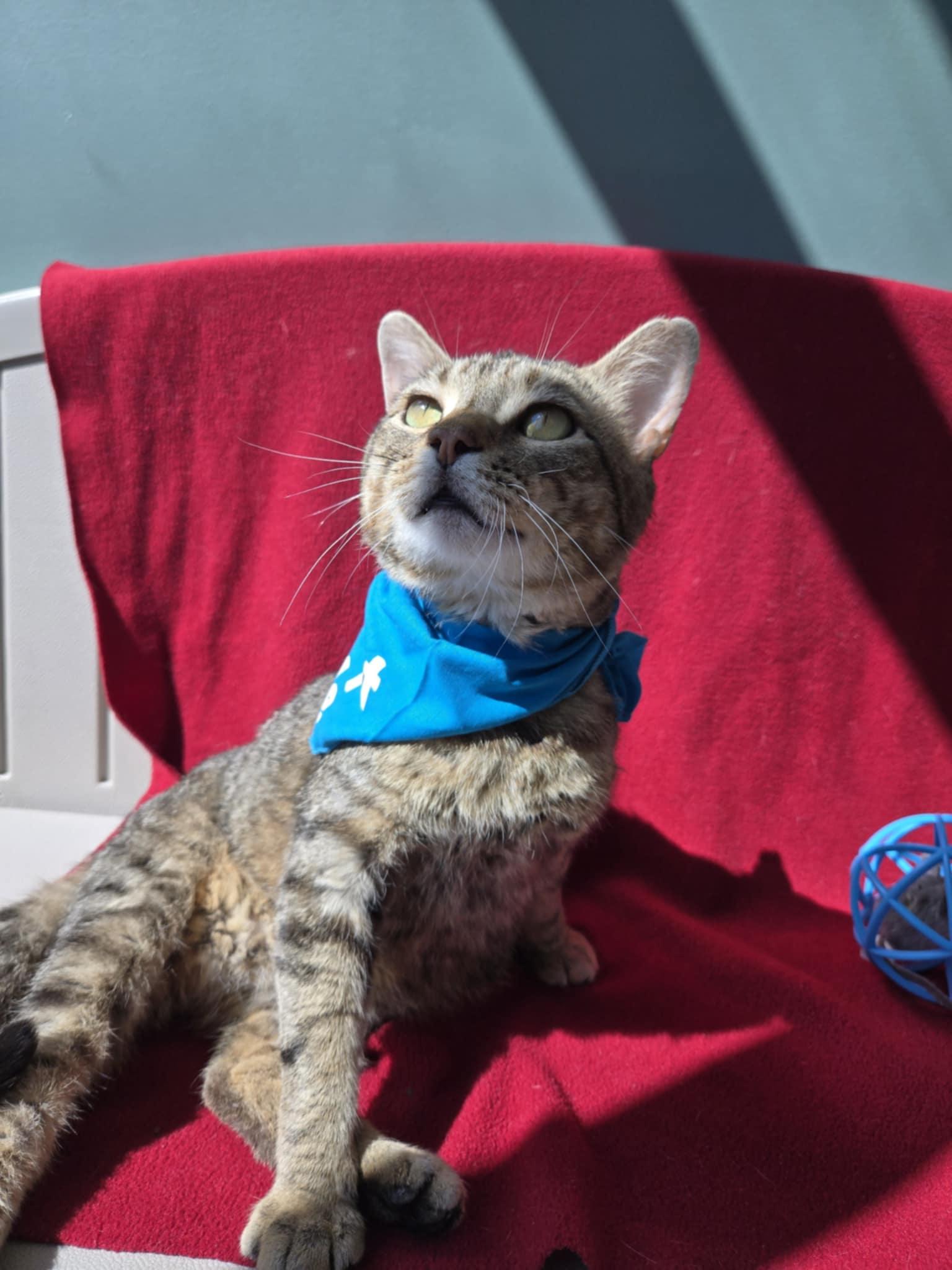 Meowster, Adult Male Domestic Short Hair
