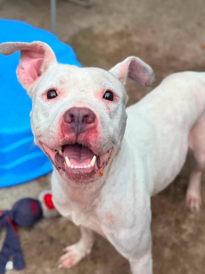 Enlarge Saskia, a Adoptable Pit Bull Terrier in Chicago, IL image 4/6