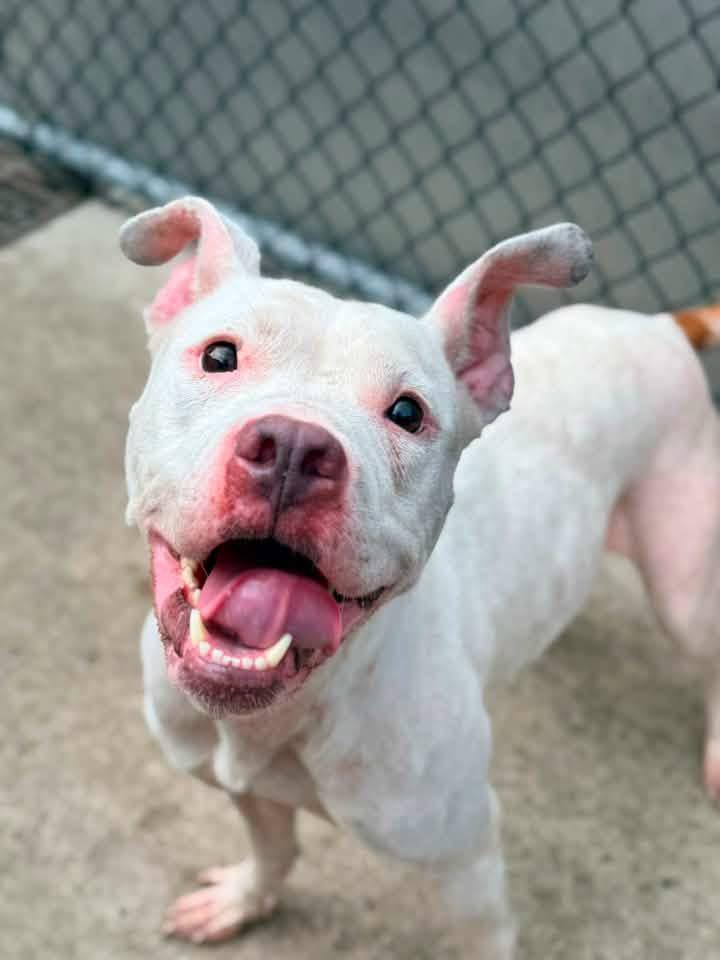 Enlarge Saskia, a Adoptable Pit Bull Terrier in Chicago, IL image 2/6