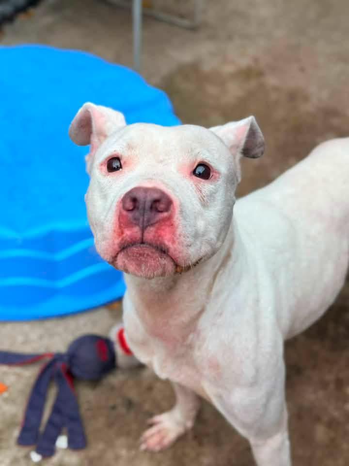 Enlarge Saskia, a Adoptable Pit Bull Terrier in Chicago, IL image 3/6