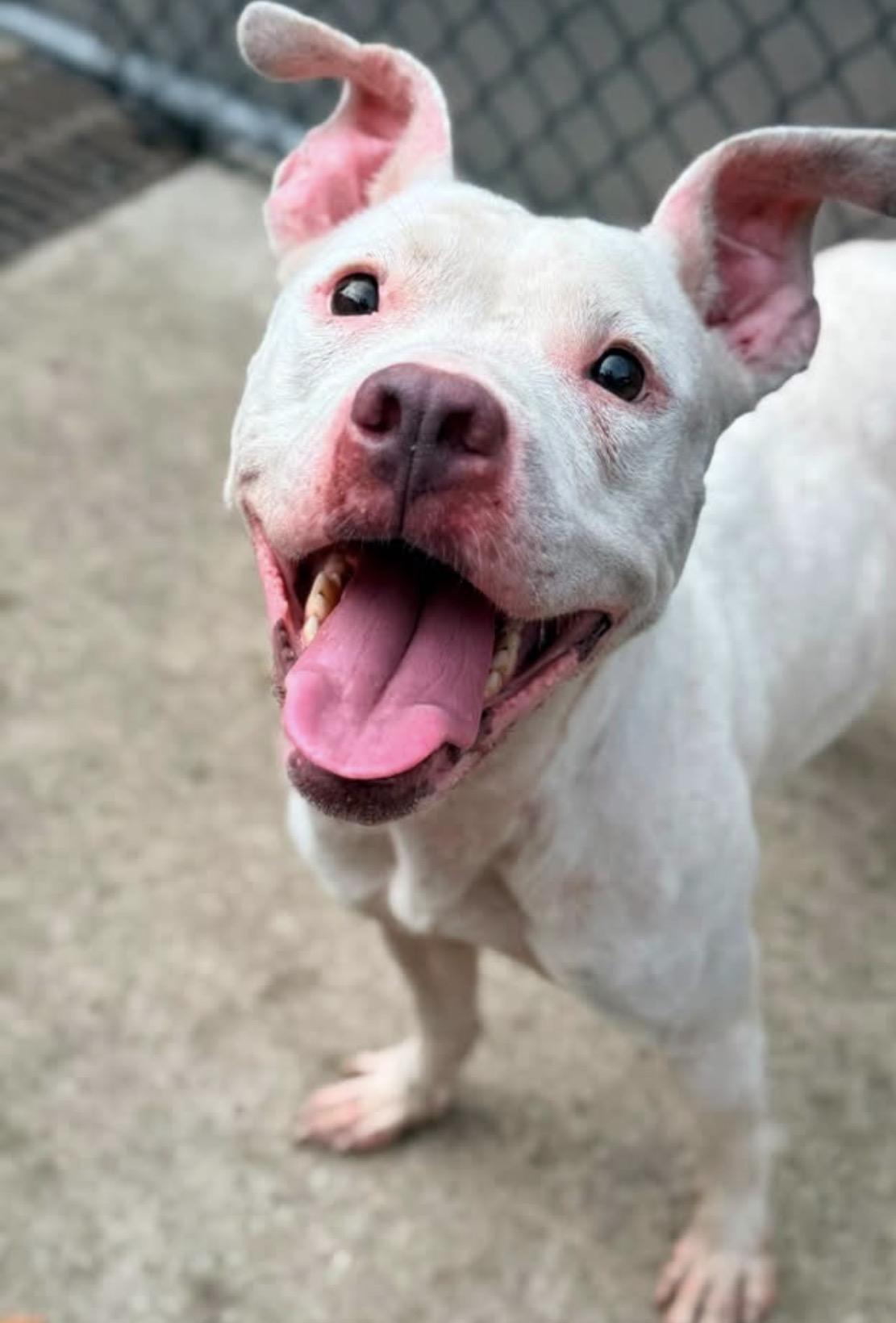 Enlarge Saskia, a Adoptable Pit Bull Terrier in Chicago, IL image 1/6