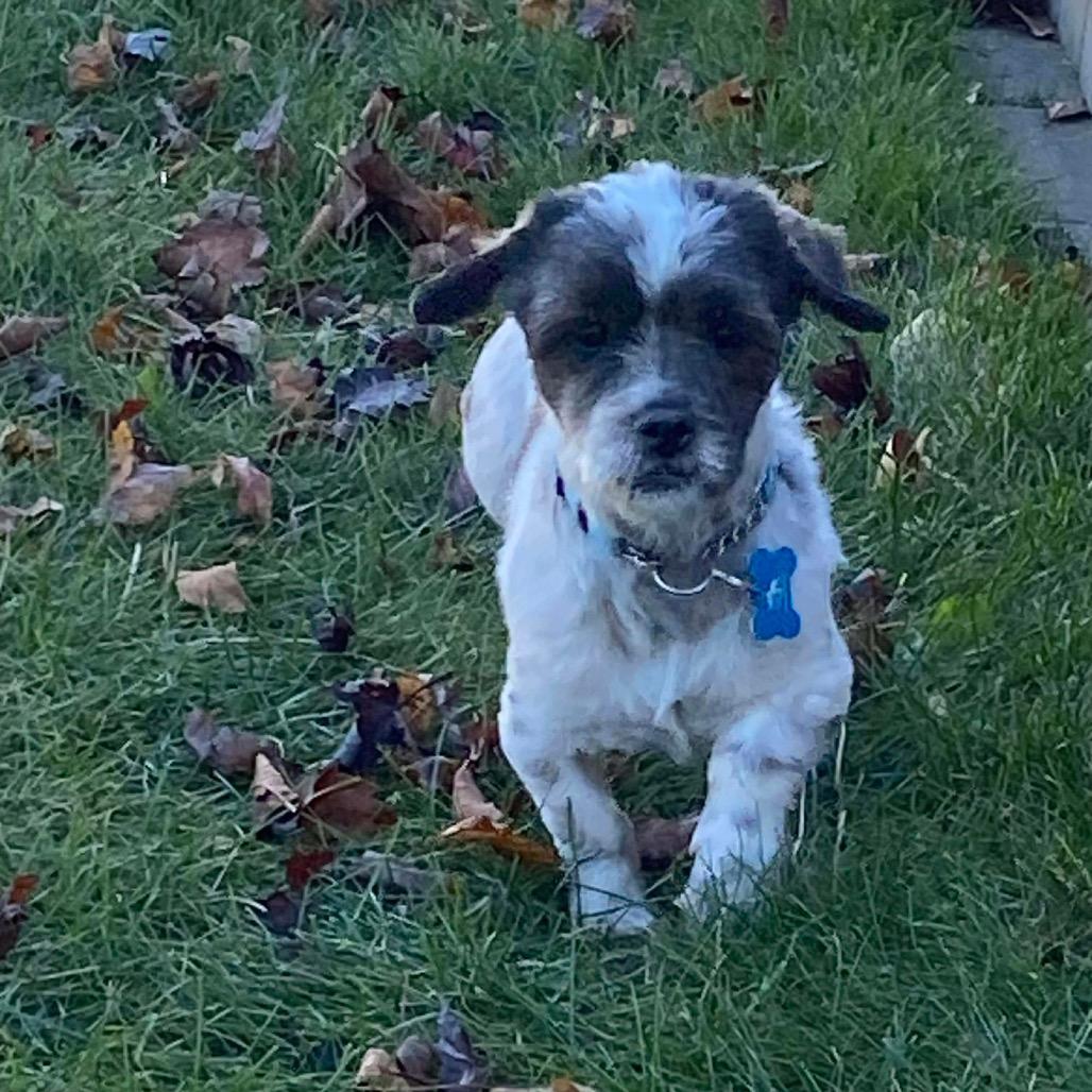 Bear, Adoptable, Adult Male Shih Tzu.
