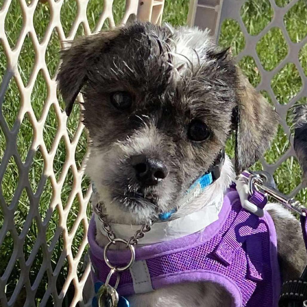 Bear, a Adoptable Shih Tzu in St. Charles, IL image 2/6