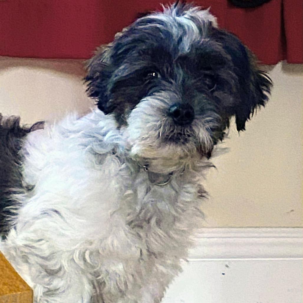 Bear, a Adoptable Shih Tzu in St. Charles, IL image 4/6