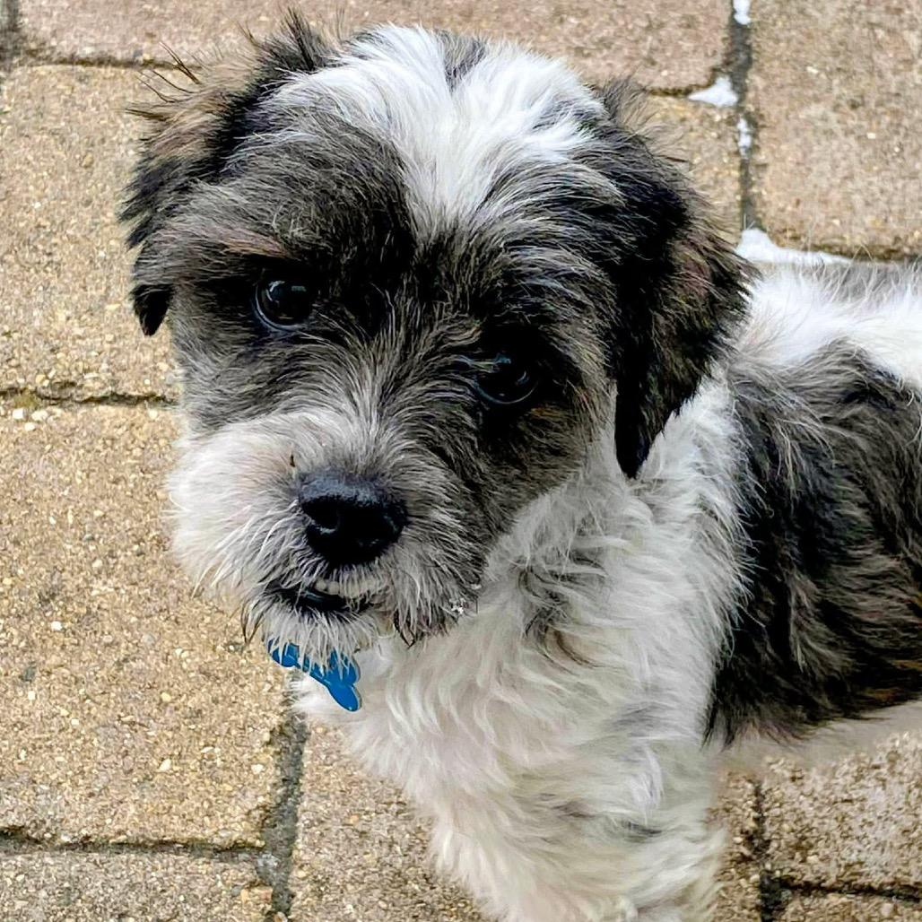 Bear, a Adoptable Shih Tzu in St. Charles, IL image 5/6