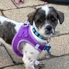 Bear, a Adoptable Shih Tzu in St. Charles, IL image 6/6