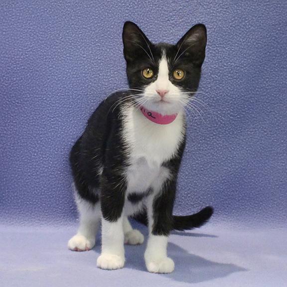 Enlarge Lyra, a Adoptable Domestic Short Hair in Overland Park, KS image 2/3