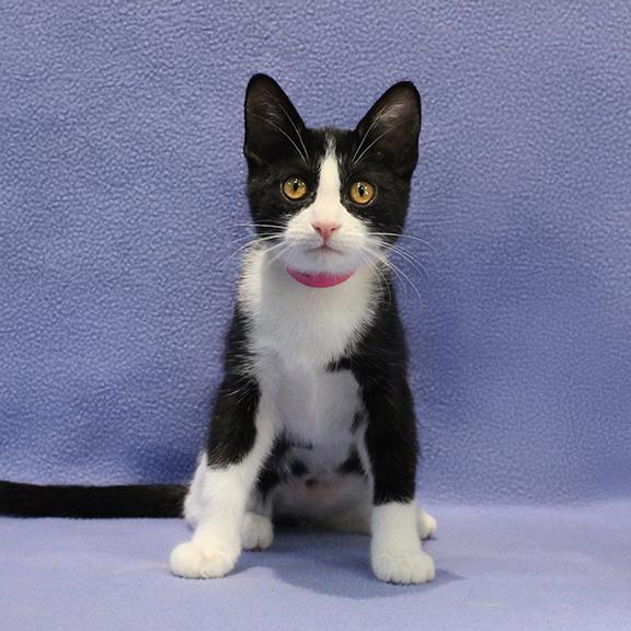 Enlarge Lyra, a Adoptable Domestic Short Hair in Overland Park, KS image 3/3