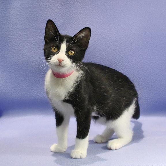 Enlarge Lyra, a Adoptable Domestic Short Hair in Overland Park, KS image 1/3