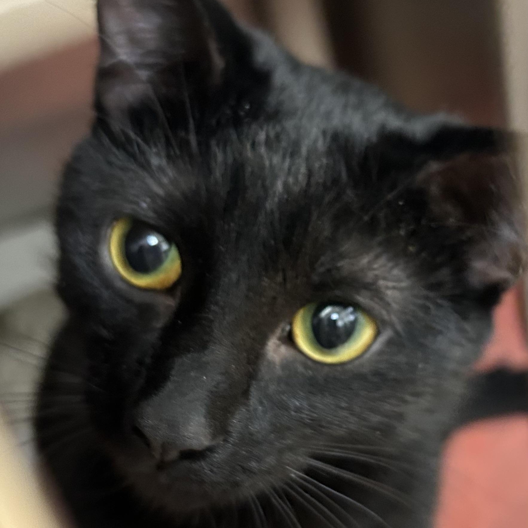 Enlarge Coco, a ADOPTABLE Domestic Short Hair in St. Augustine, FL image 1/1