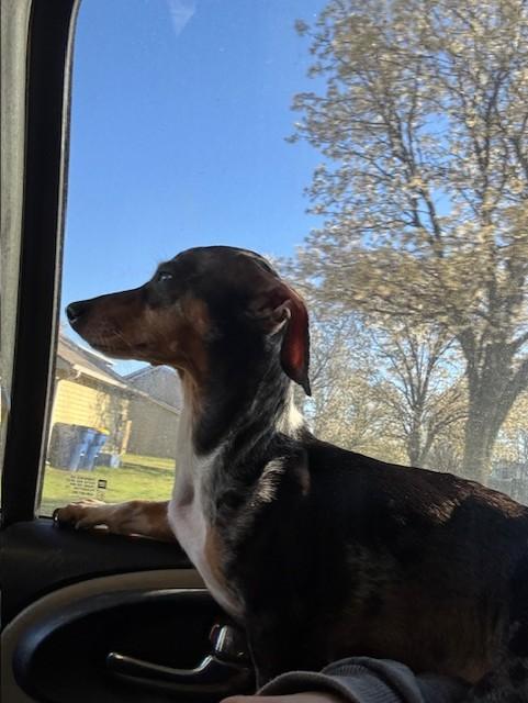 Enlarge Skye, a ADOPTABLE mixed breed in Cushing, OK image 4/4