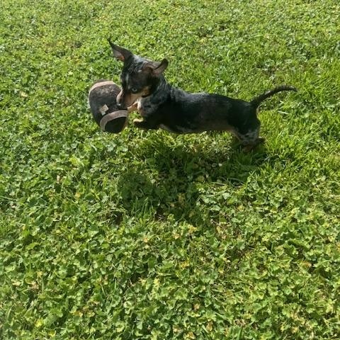 Enlarge Skye, a ADOPTABLE mixed breed in Cushing, OK image 3/4