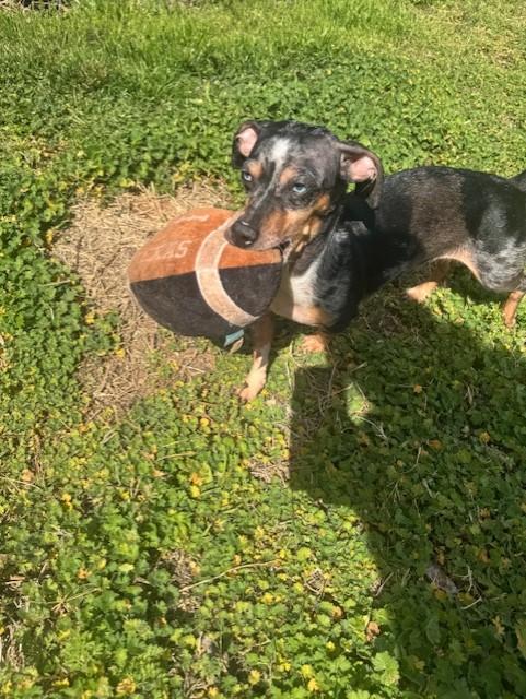 Enlarge Skye, a ADOPTABLE mixed breed in Cushing, OK image 2/4