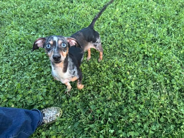 Enlarge Skye, a ADOPTABLE mixed breed in Cushing, OK image 1/4