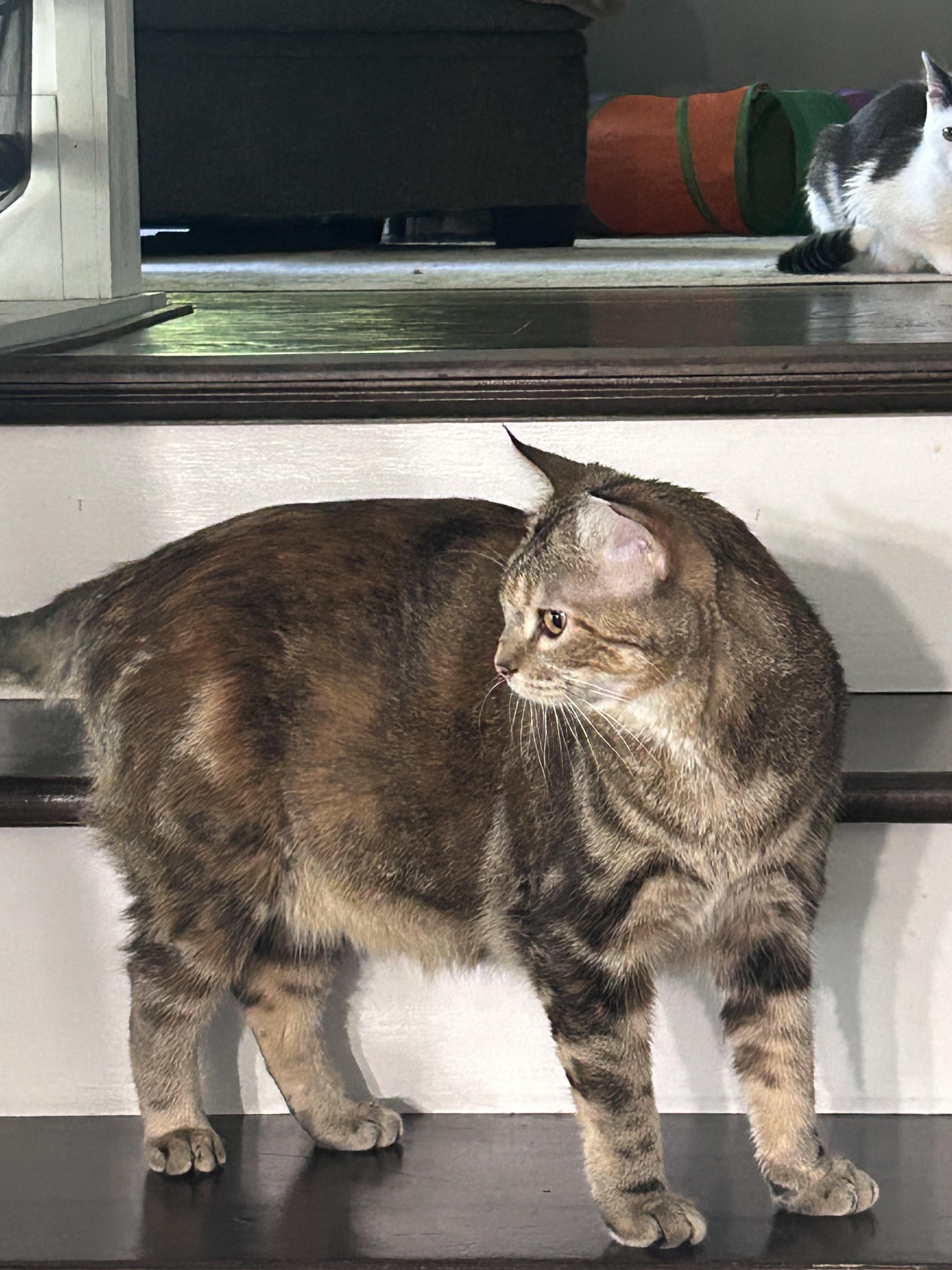 Enlarge Boomer and Sweetpea, a Adoptable Tabby in Saint Francis, MN image 6/6