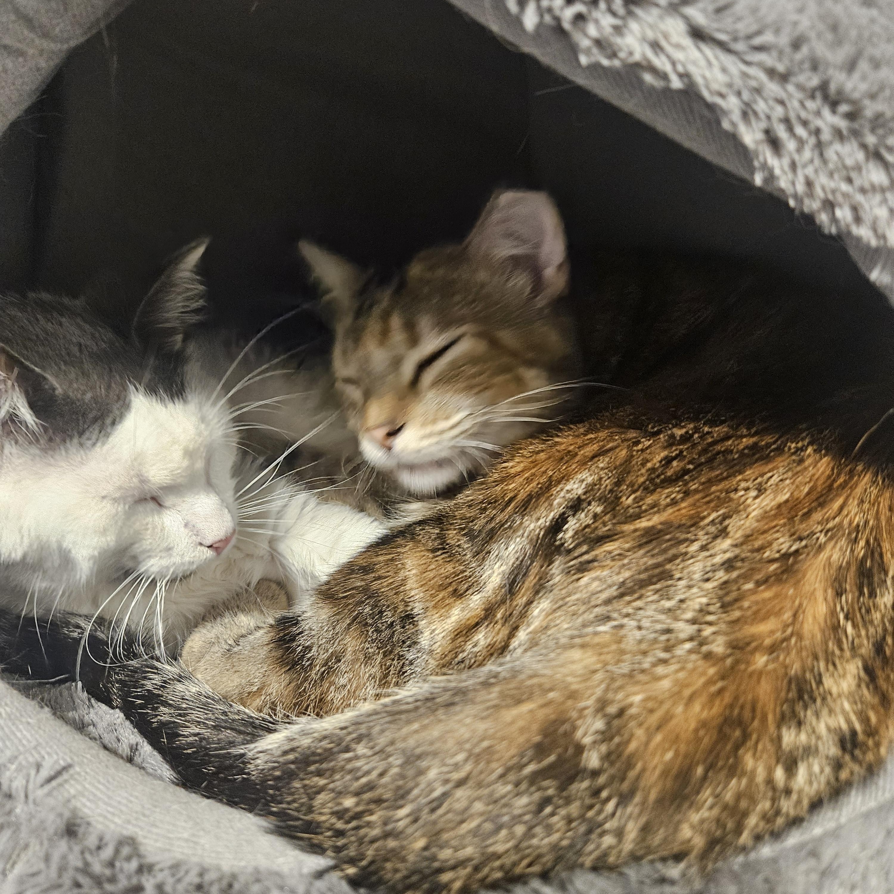 Enlarge Boomer and Sweetpea, a Adoptable Tabby in Saint Francis, MN image 1/6