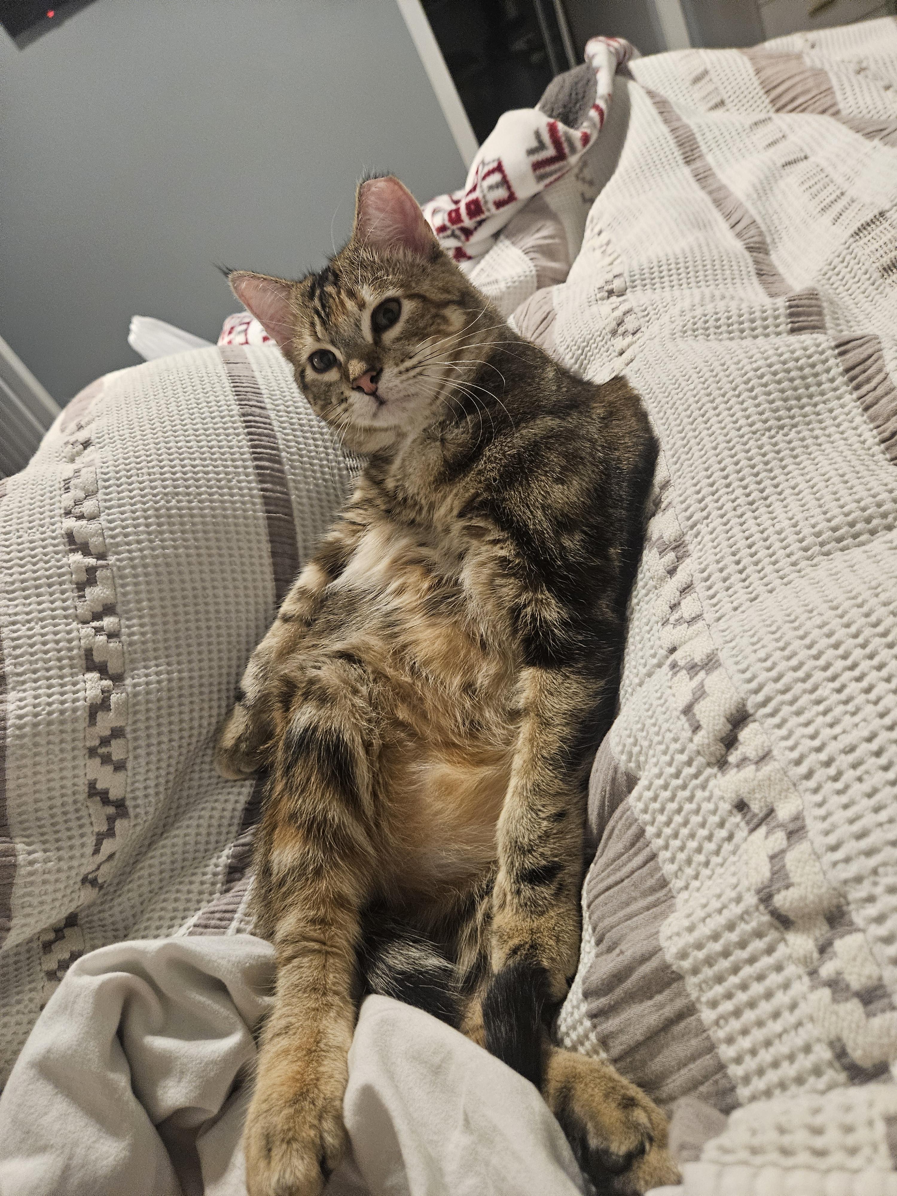 Enlarge Boomer and Sweetpea, a Adoptable Tabby in Saint Francis, MN image 5/6