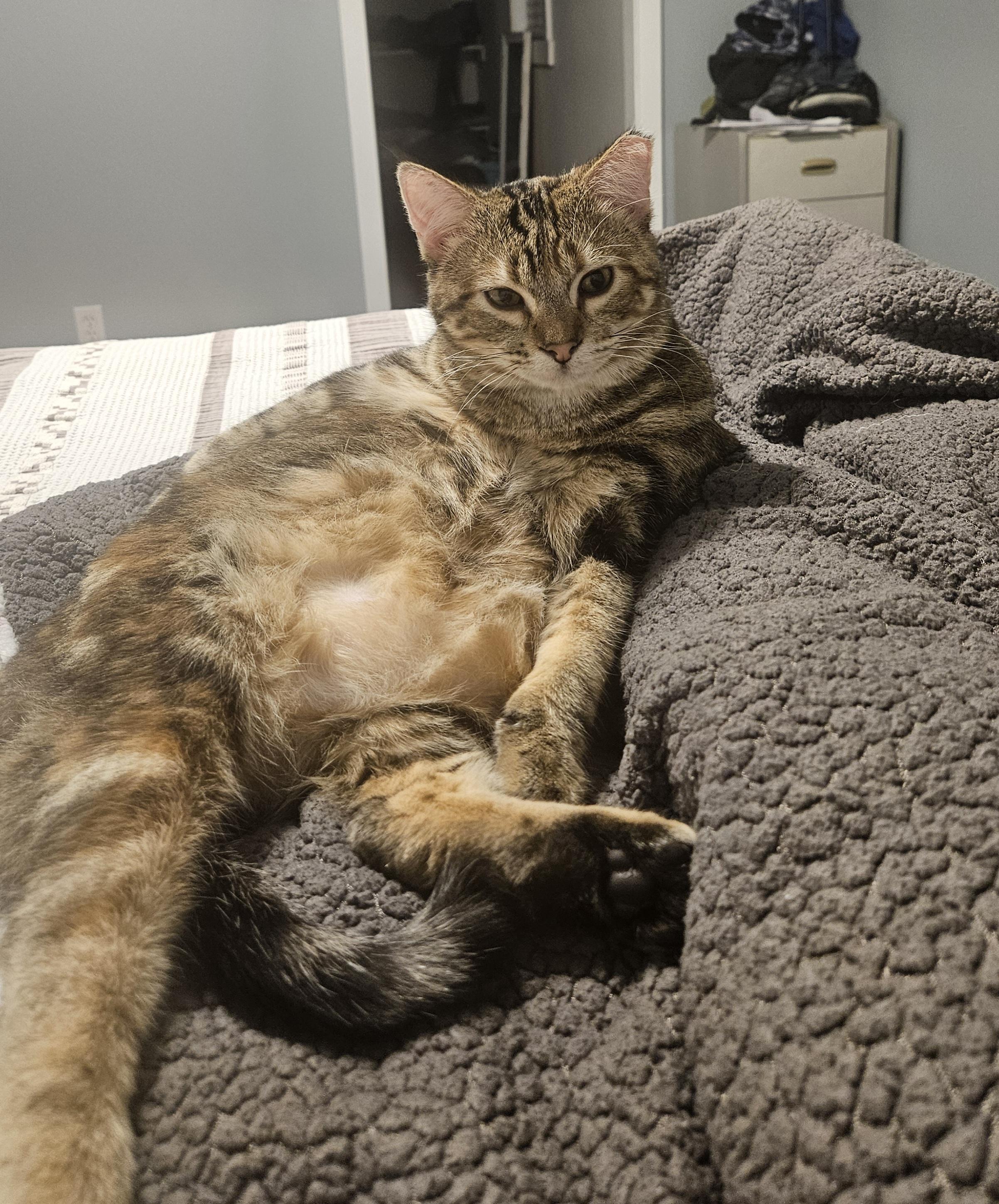 Enlarge Boomer and Sweetpea, a Adoptable Tabby in Saint Francis, MN image 3/6