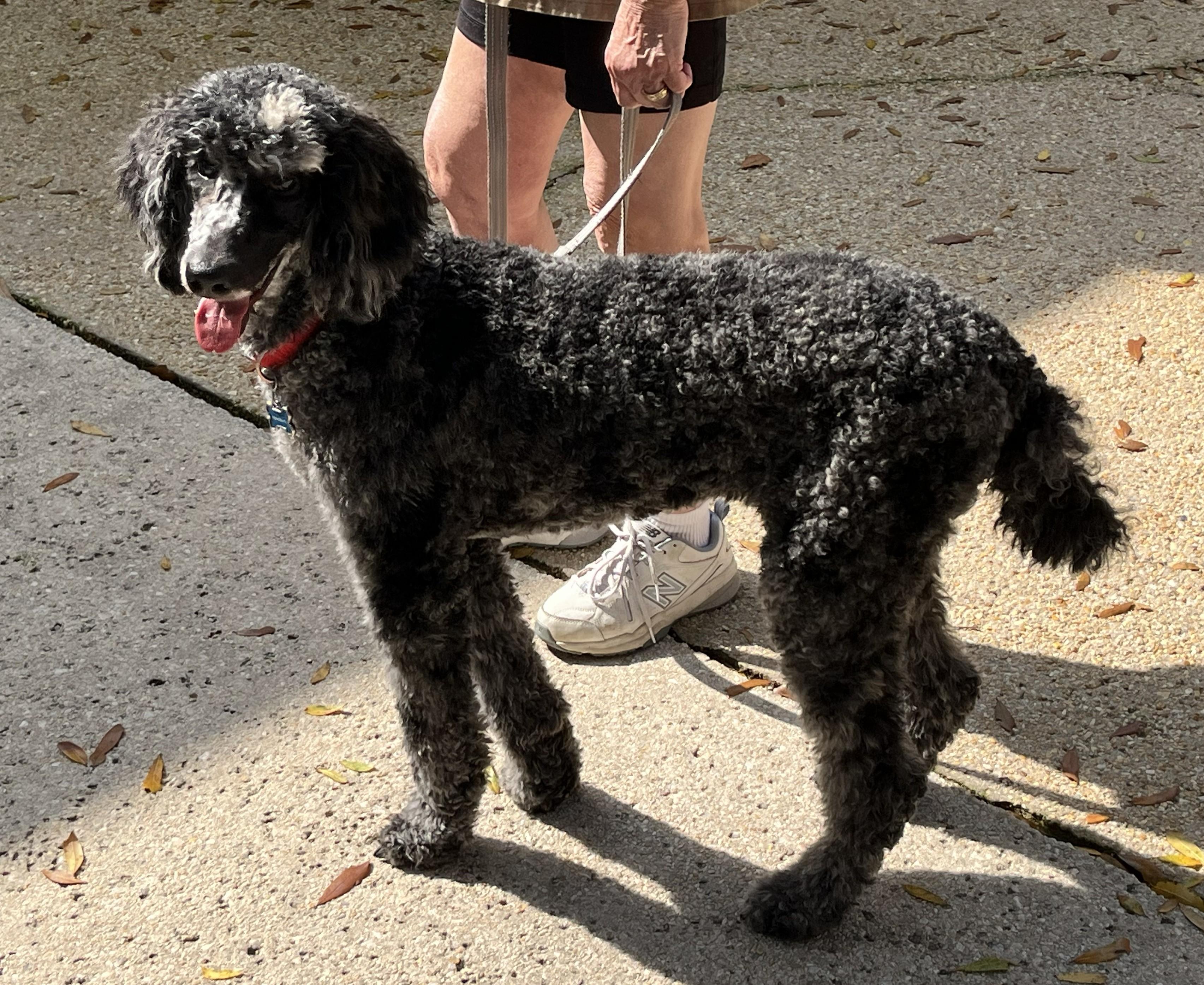 Olive, a ADOPTABLE Standard Poodle in Pensacola, FL image 3/3