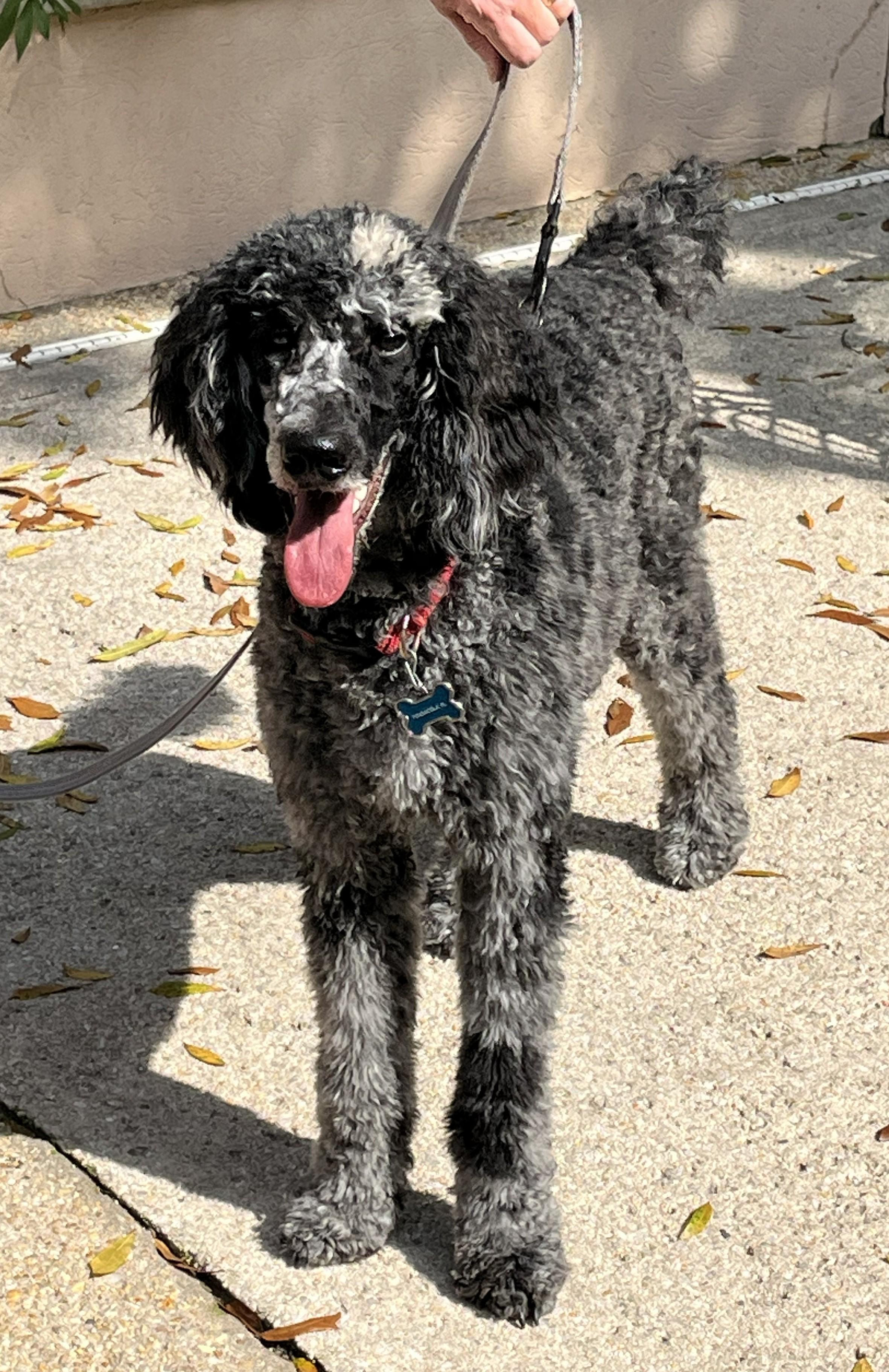 Olive, a ADOPTABLE Standard Poodle in Pensacola, FL image 1/3