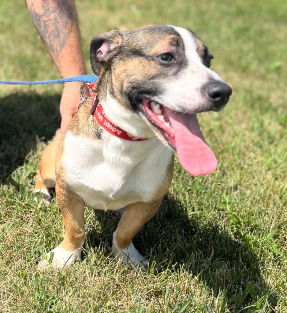 Martin, Adoptable, Young Male Beagle & Mixed Breed.