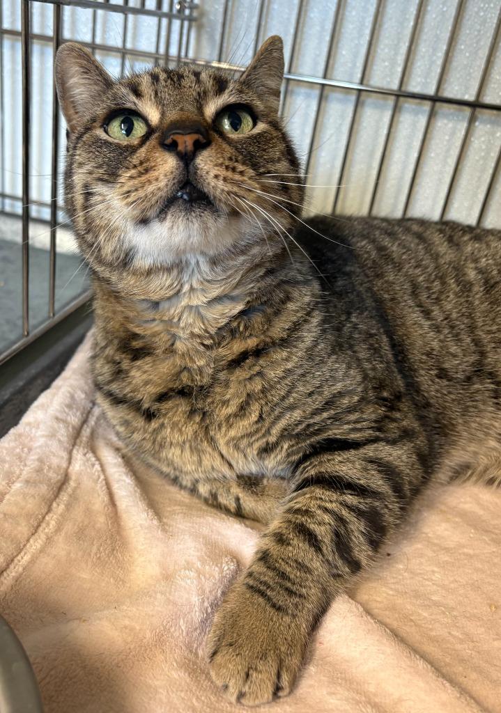 Eleanor, Adoptable, Adult Female Domestic Short Hair.