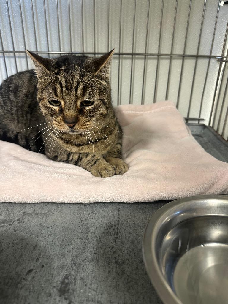 Enlarge Eleanor, a Adoptable mixed breed in Rock Springs, WY image 2/2