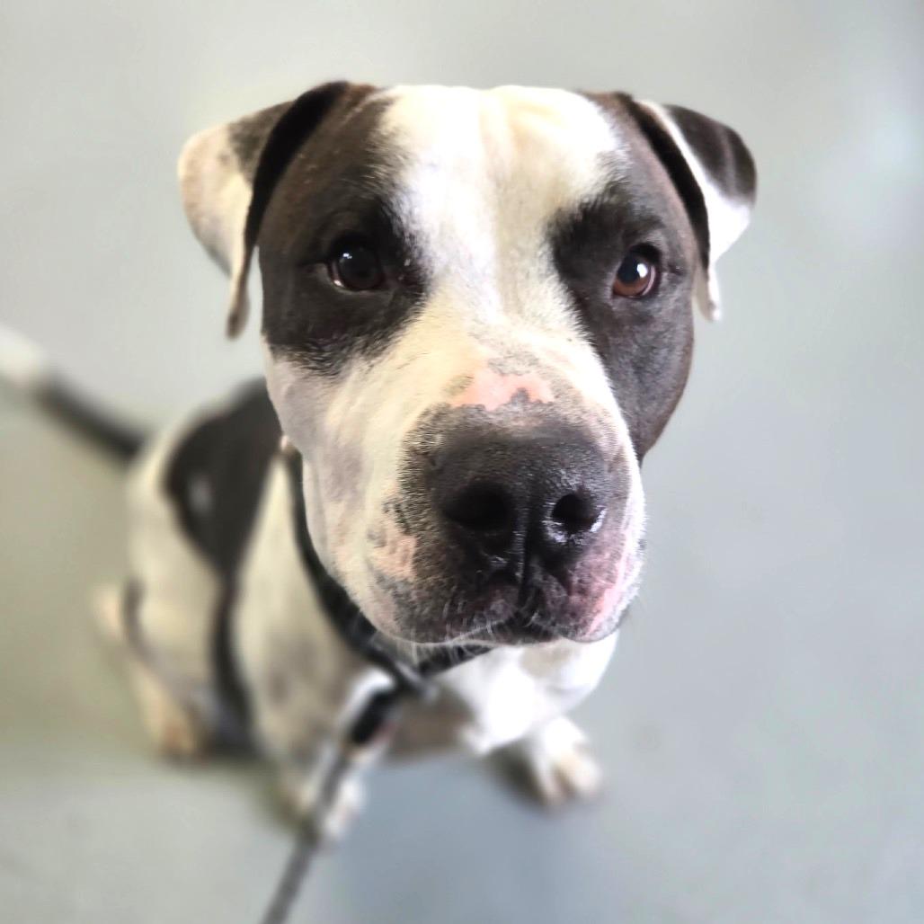 Clark, Adoptable, Adult Male Pit Bull Terrier.