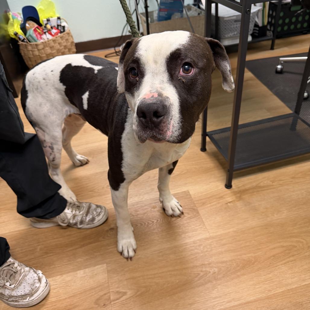 Enlarge Clark, a Adoptable Pit Bull Terrier in Idaho Falls, ID image 2/6