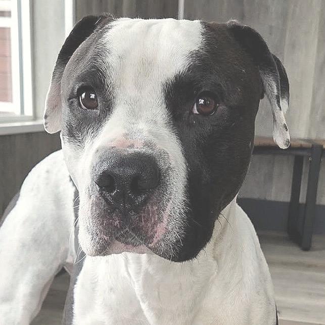 Enlarge Clark, a Adoptable Pit Bull Terrier in Idaho Falls, ID image 6/6