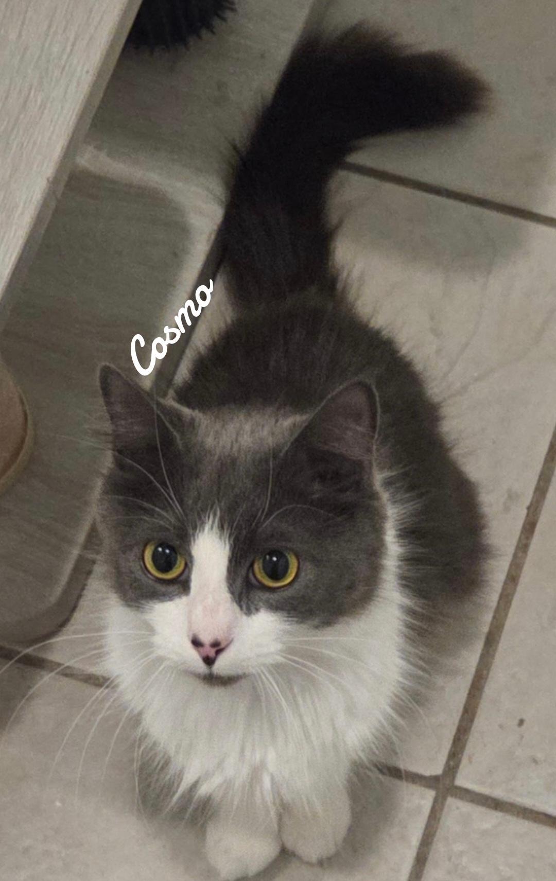 Enlarge Cosmo, a Adopted Domestic Short Hair in Naugatuck, CT image 1/3