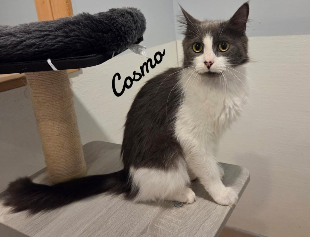Enlarge Cosmo, a Adopted Domestic Short Hair in Naugatuck, CT image 2/3