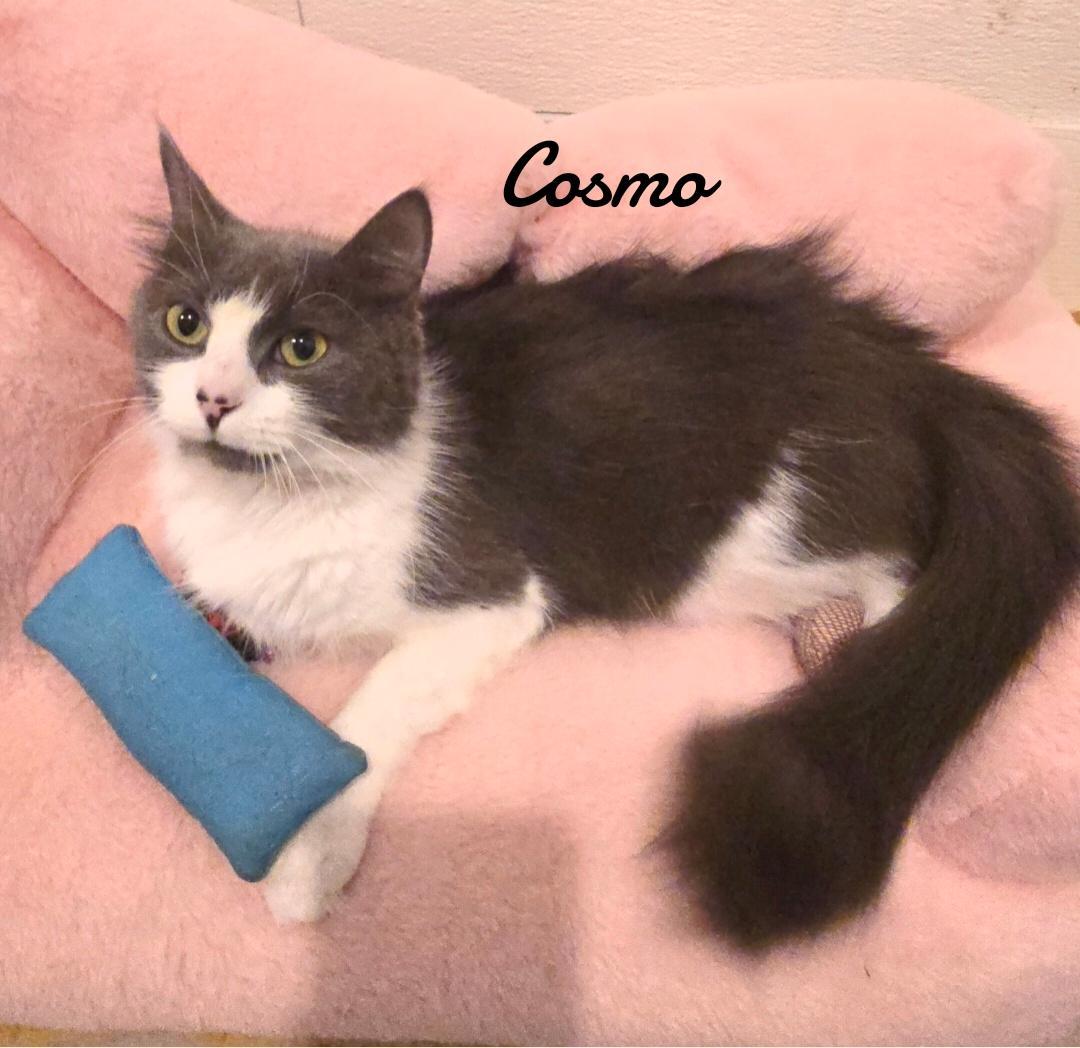 Enlarge Cosmo, a Adopted Domestic Short Hair in Naugatuck, CT image 3/3