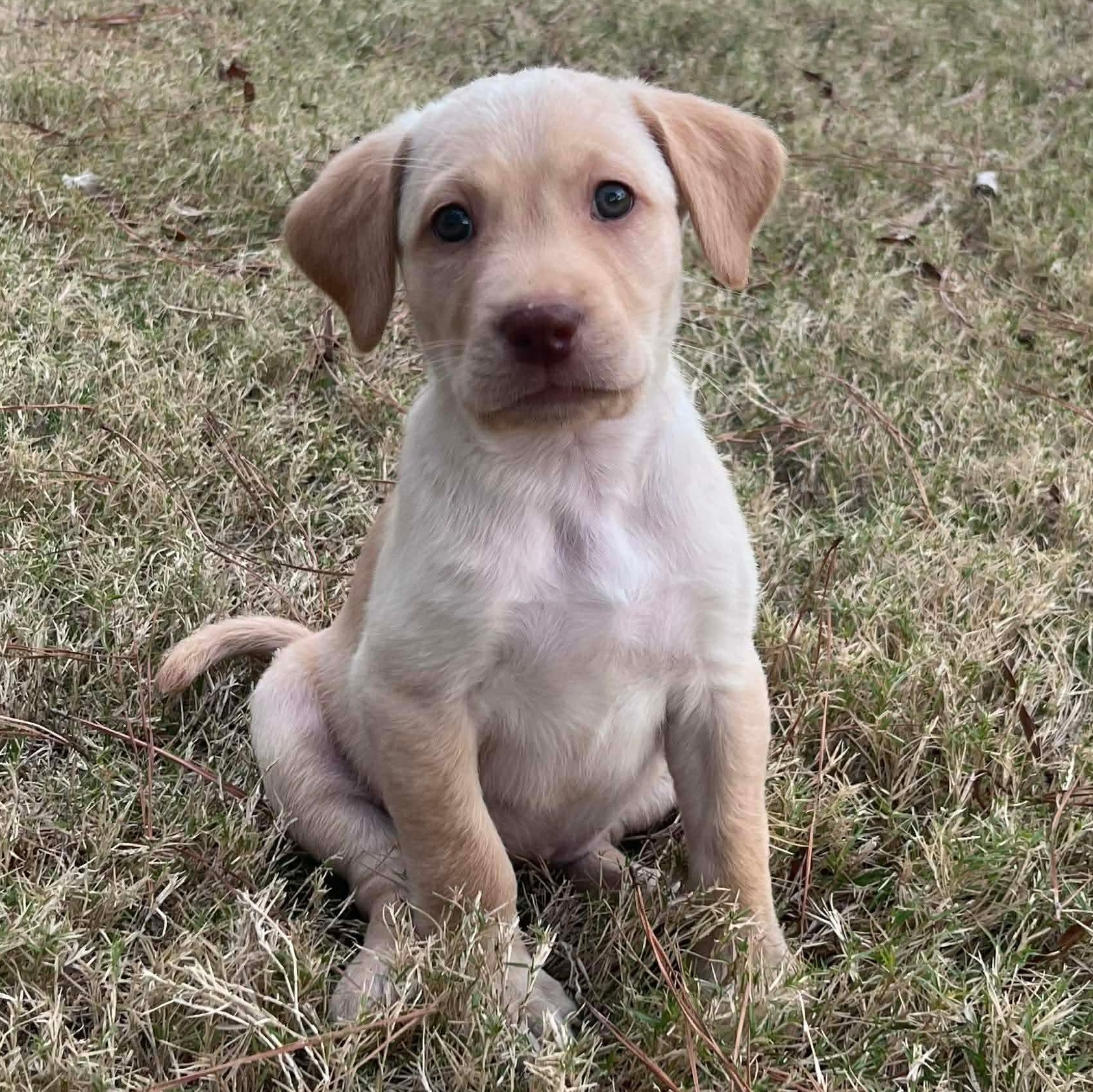Ramona, ADOPTABLE, Puppy Female Labrador Retriever.