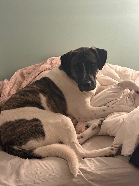 Enlarge Javalanche, a ADOPTABLE mixed breed in Calgary, AB image 3/5