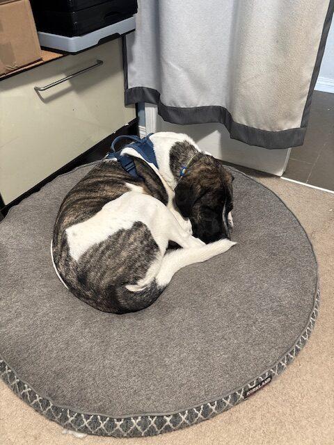 Enlarge Javalanche, a ADOPTABLE mixed breed in Calgary, AB image 4/5