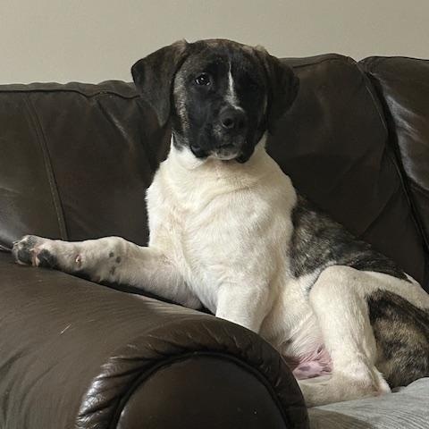 Enlarge Javalanche, a ADOPTABLE mixed breed in Calgary, AB image 5/5