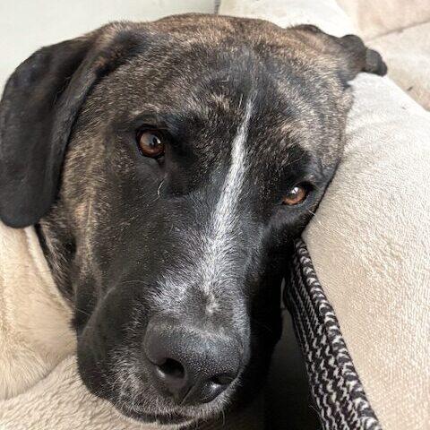 Javalanche, ADOPTABLE, Young Male Akita.