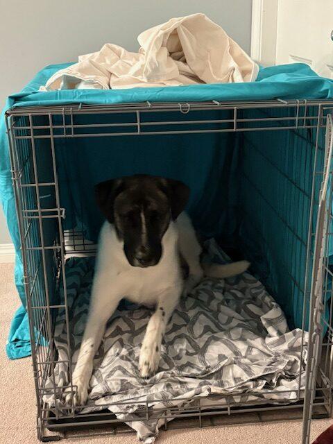Enlarge Javalanche, a ADOPTABLE mixed breed in Calgary, AB image 2/5