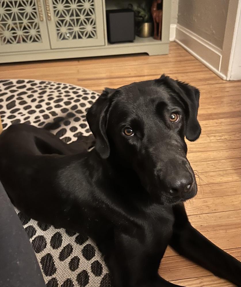 Enlarge Caloun / Wendy, a Adoptable mixed breed in Broomfield, CO image 1/4