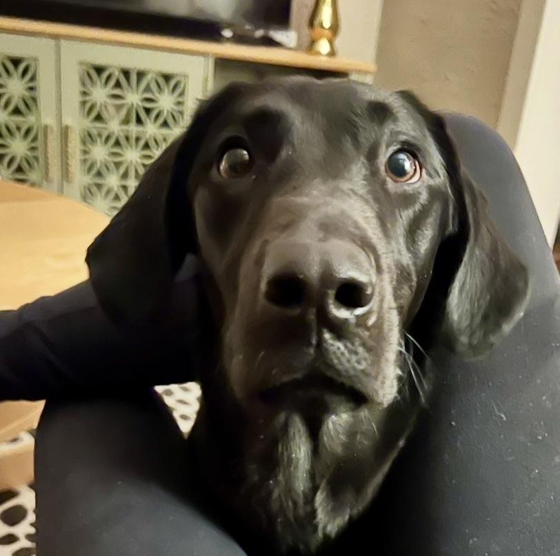 Enlarge Caloun / Wendy, a Adoptable mixed breed in Broomfield, CO image 2/4