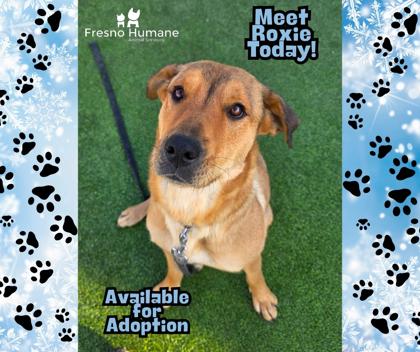 Roxie, a Adoptable mixed breed in Fresno, CA image 1/3