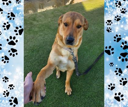 Roxie, a Adoptable mixed breed in Fresno, CA image 2/3