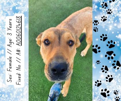 Roxie, a Adoptable mixed breed in Fresno, CA image 3/3