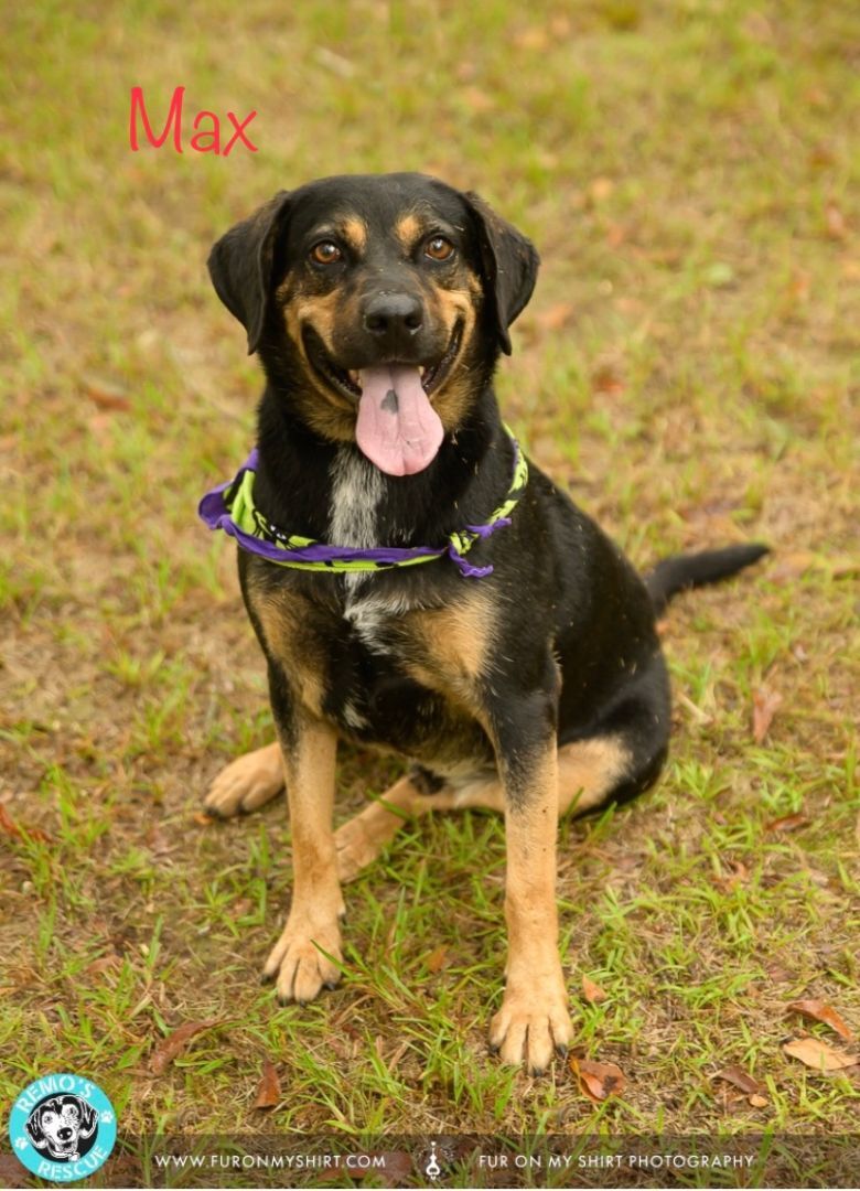 Max, Adult Male Hound