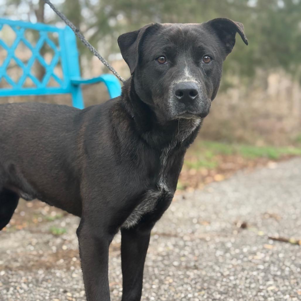 Bluey, Adoptable, Adult Male Black Labrador Retriever.