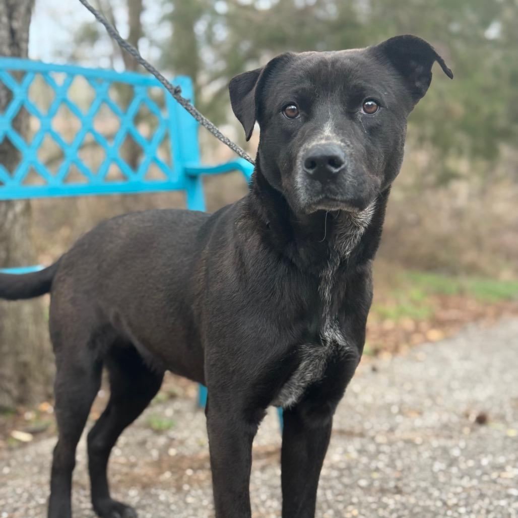 Enlarge Bluey, a Adoptable mixed breed in Monroeville, AL image 2/5