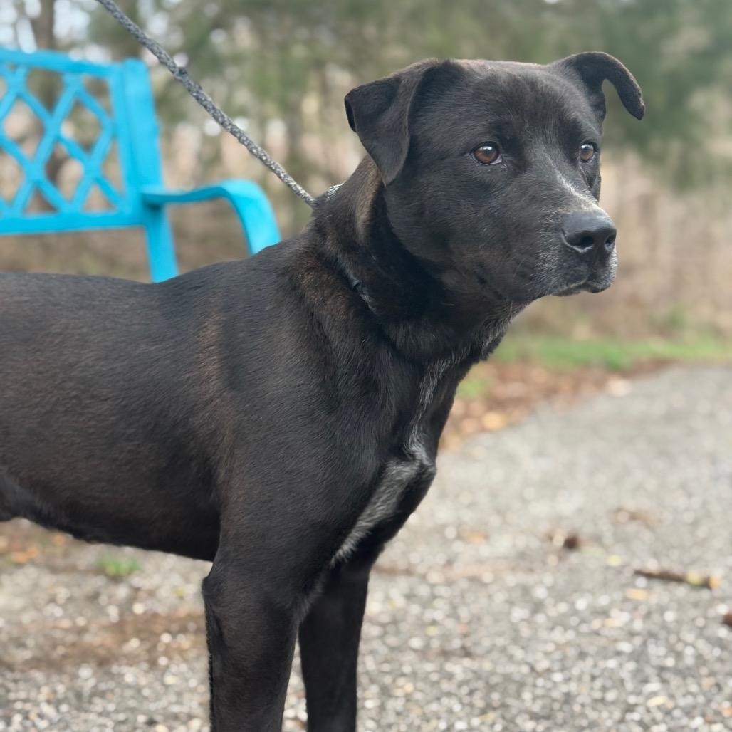 Enlarge Bluey, a Adoptable mixed breed in Monroeville, AL image 3/5